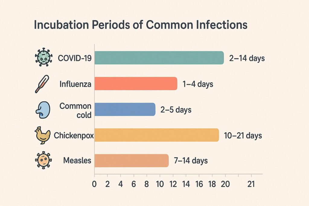 What Is the Incubation Stage of Infection? A Simple Guide 3 image 11