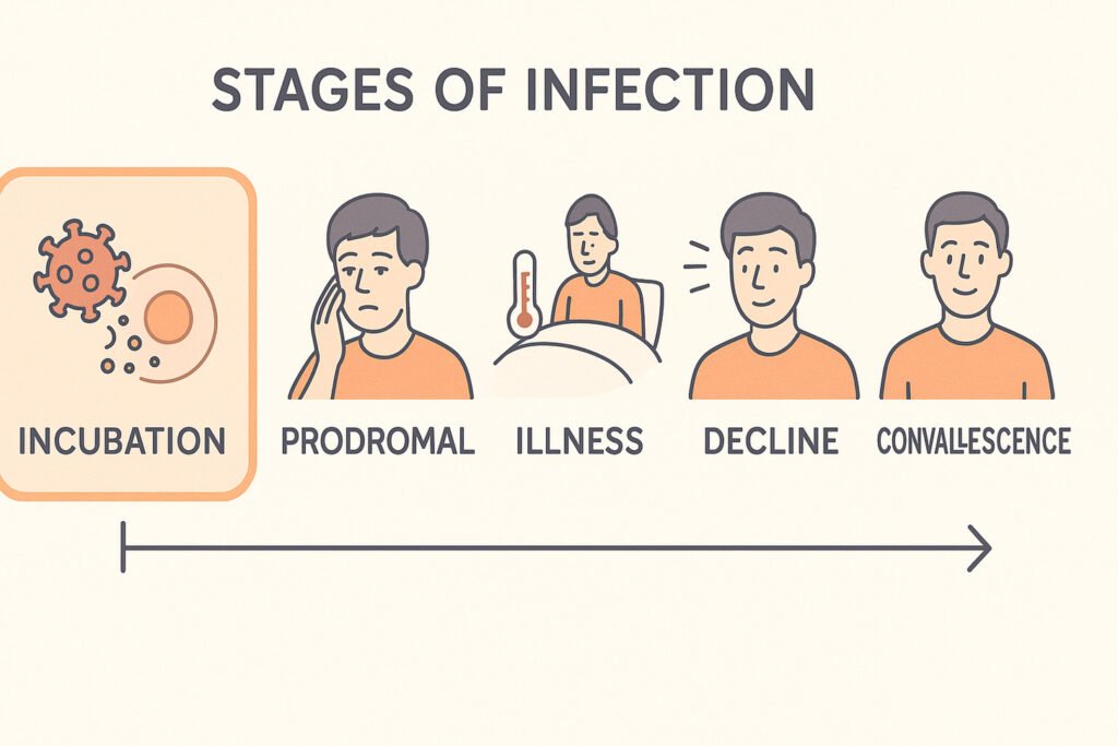 What Is the Incubation Stage of Infection? A Simple Guide 6 Stages of infection