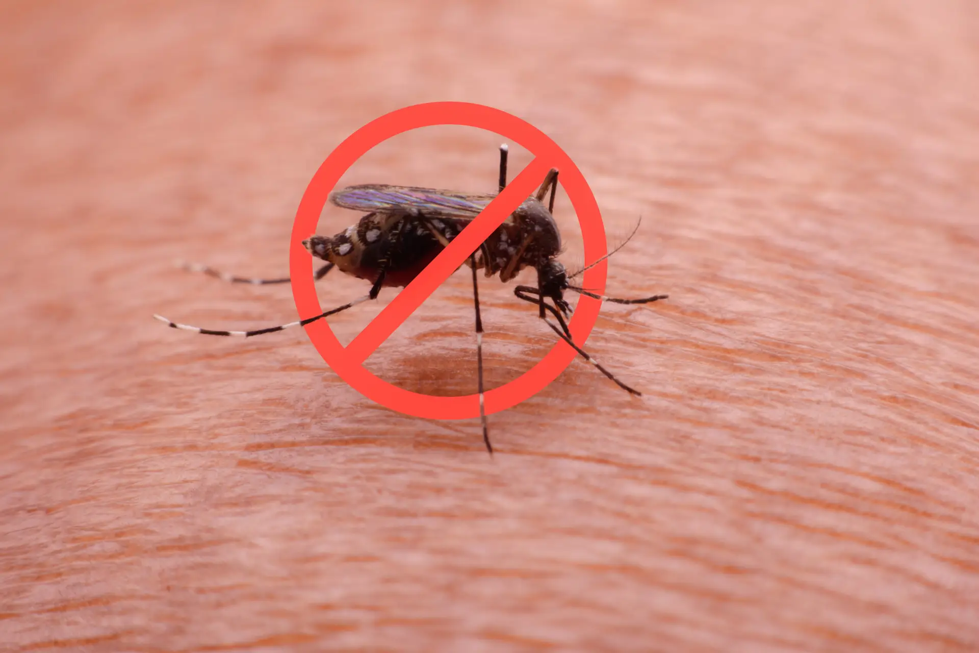 PA Mosquitobyte scaled
